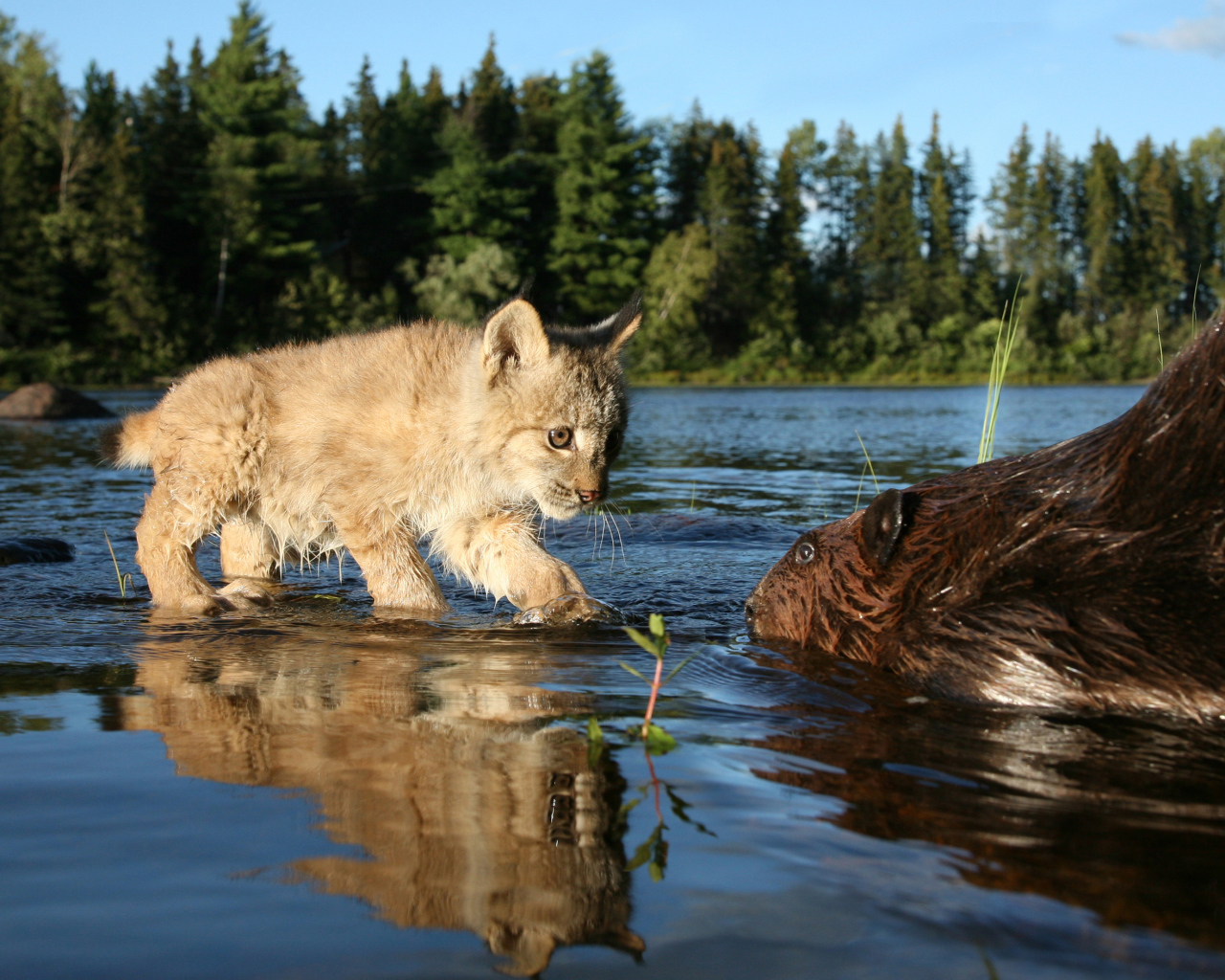 Рысенок знакомится с бобром