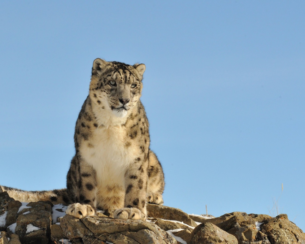 Грустное животное