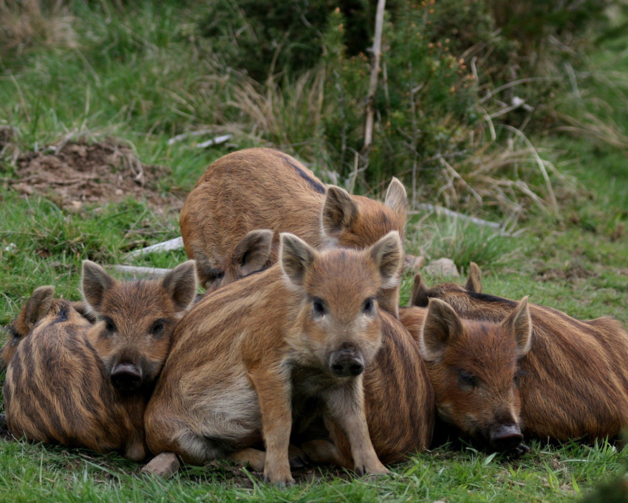Cемъя животных на траве