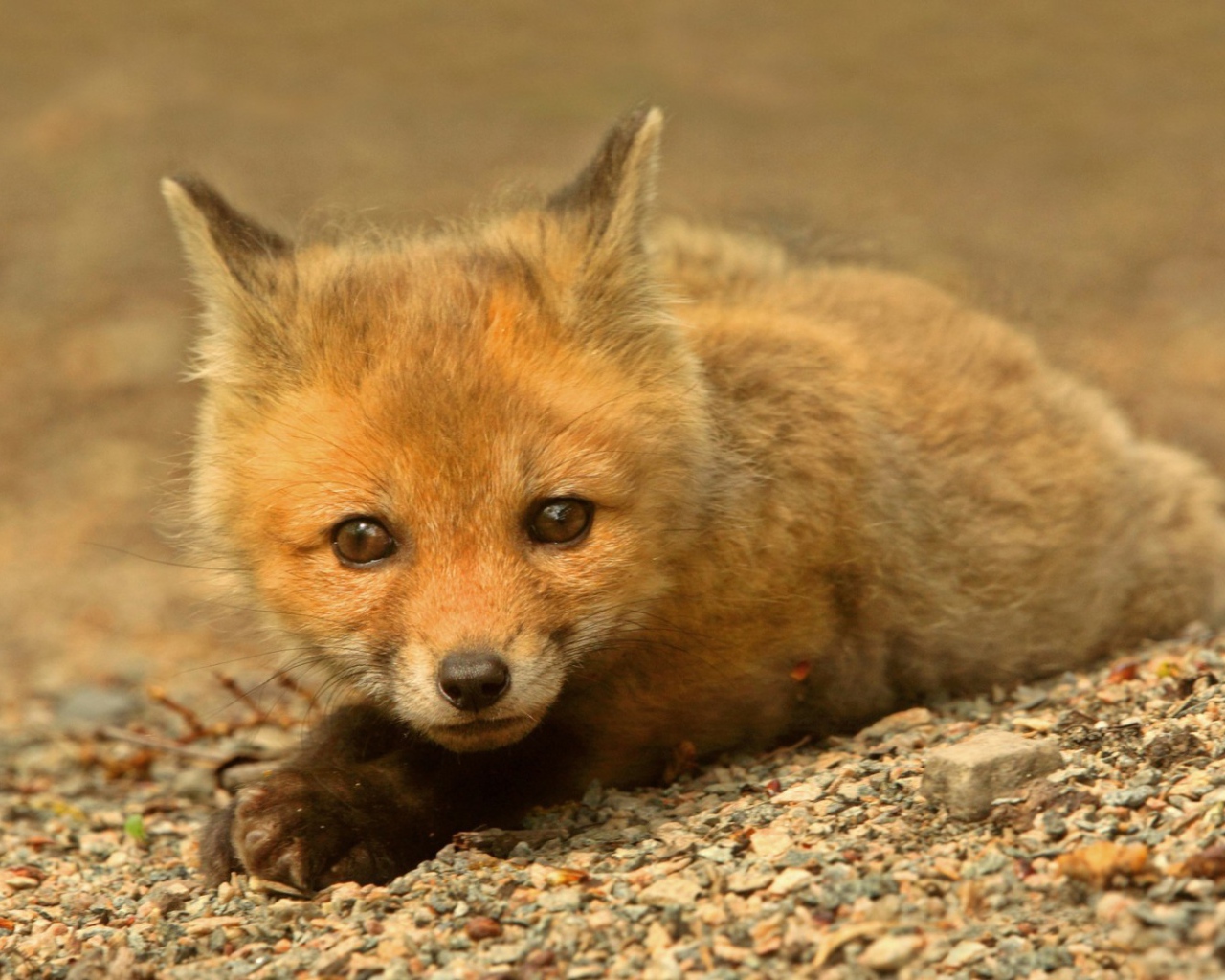 Маленький зверек