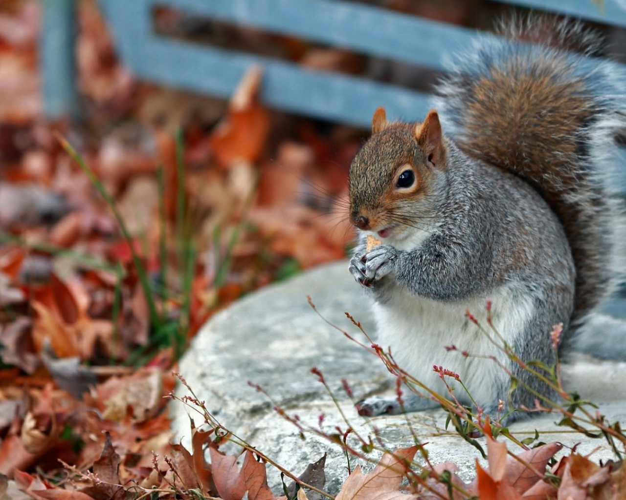 Белочка в осенних листъях