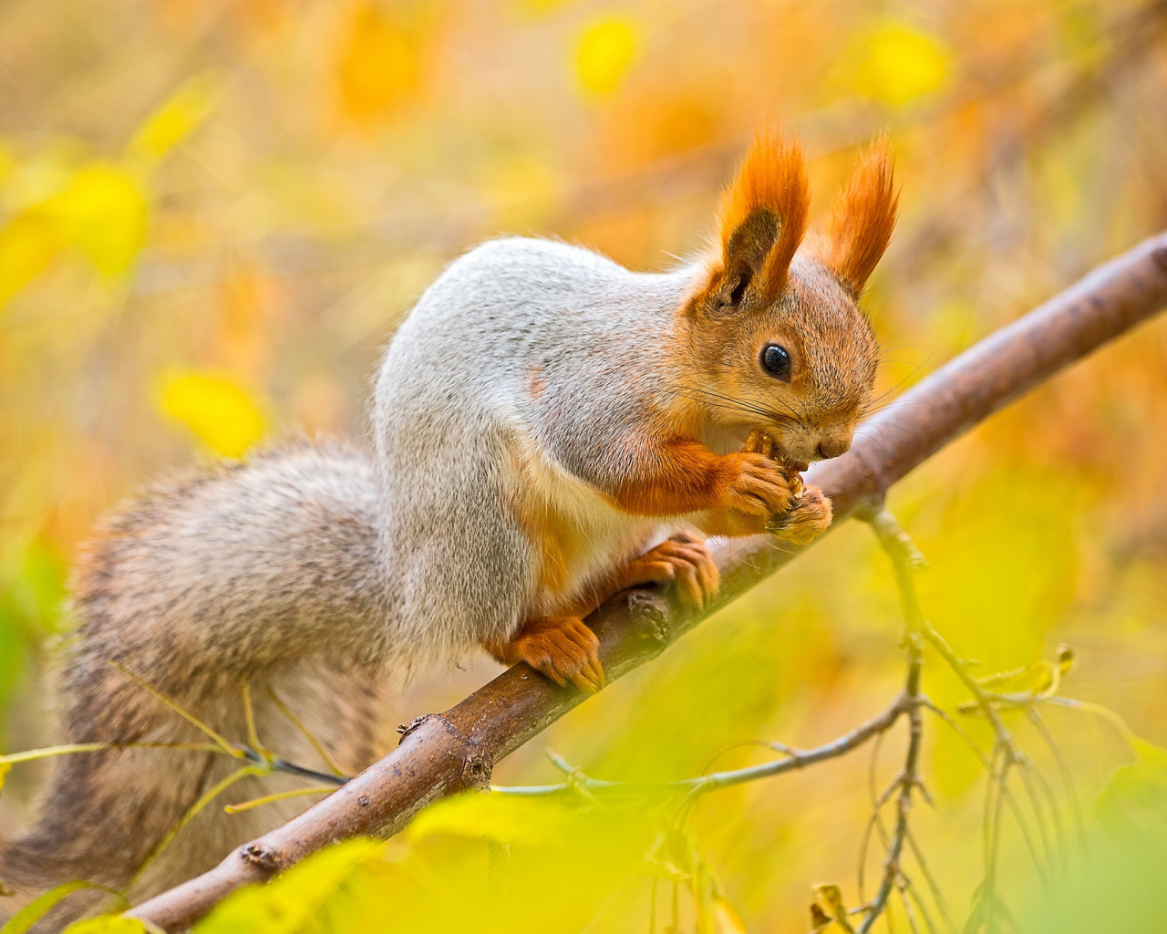 Белочка в осеннем лесу