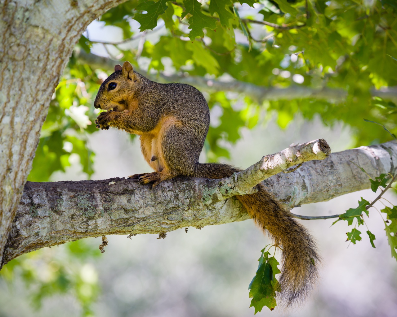 Белка сидит на дереве