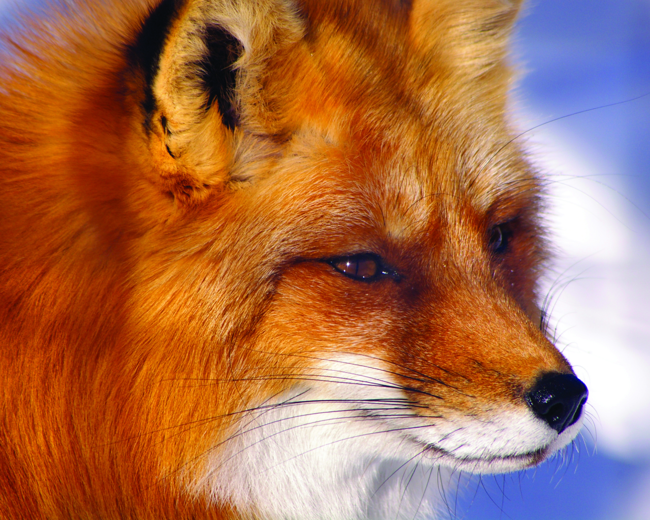 Строгий взгляд лисы