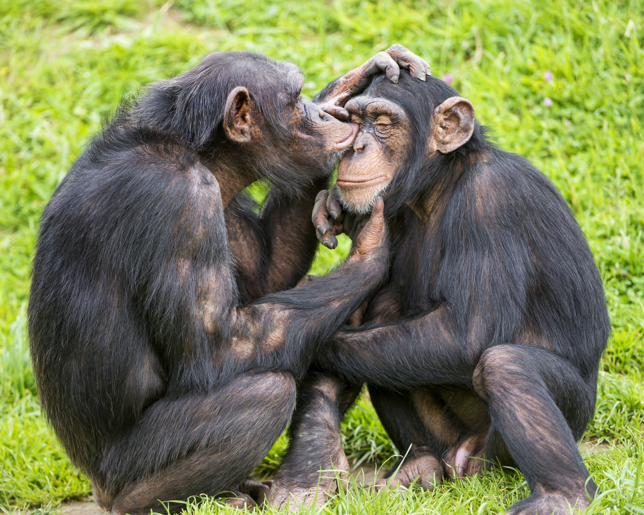 Сладкая парочка шимпанзе