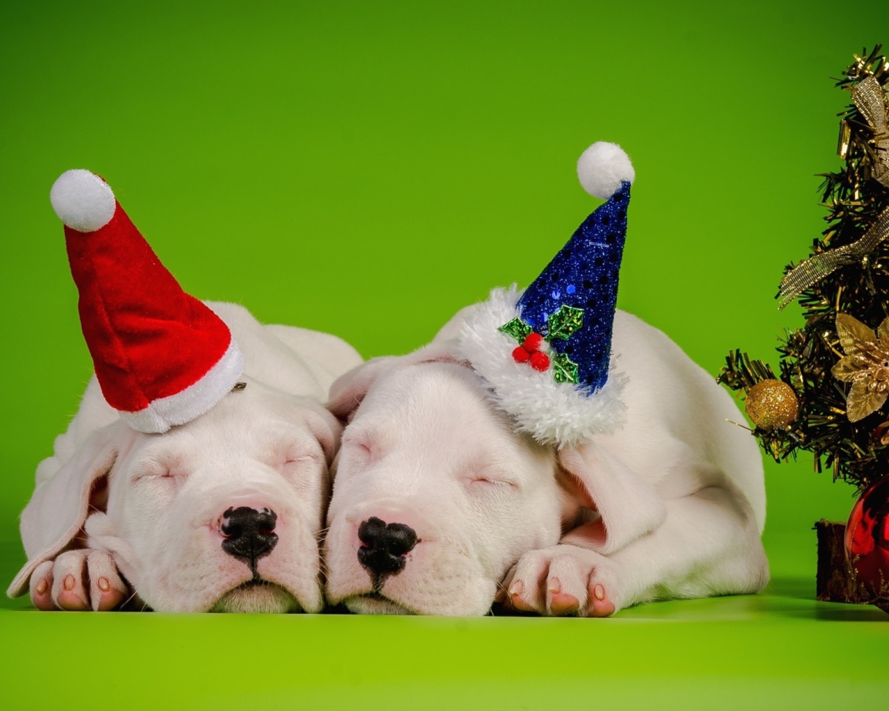 Два новогодних щенка 