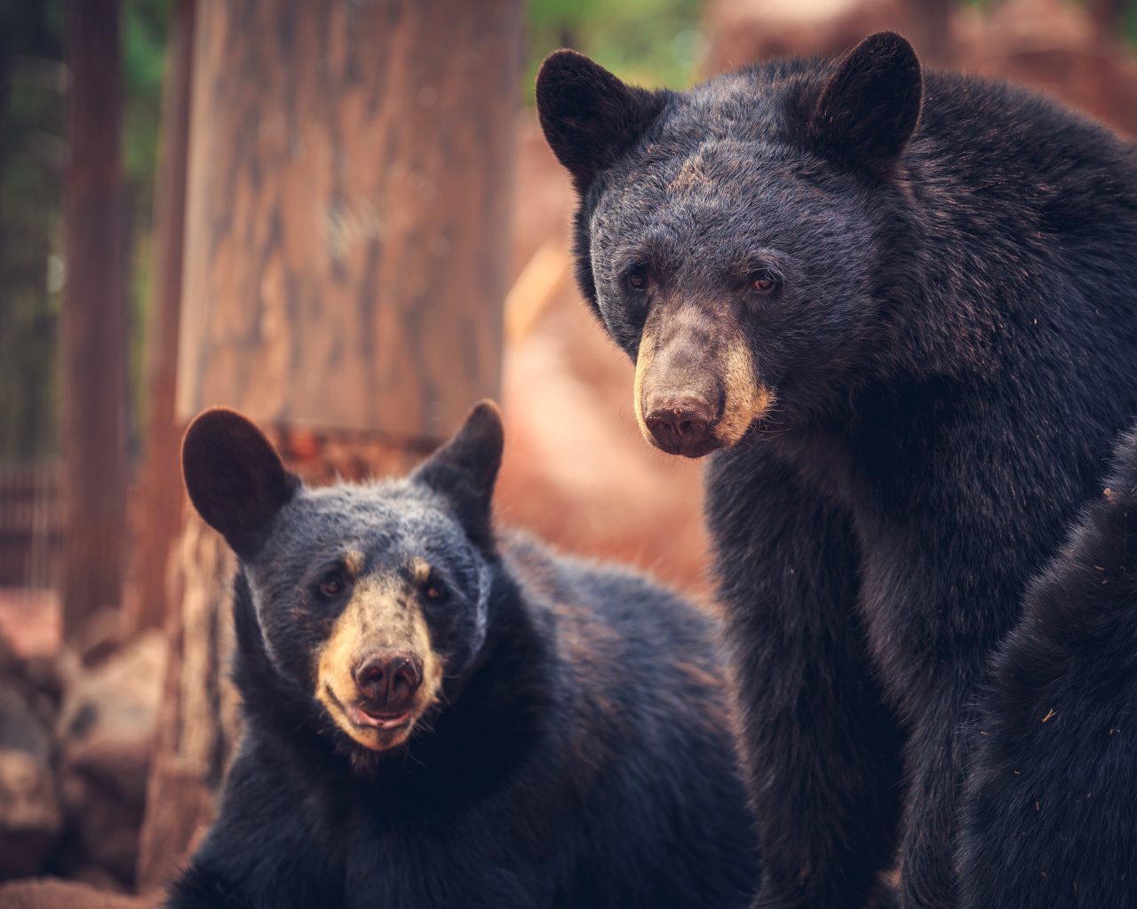 Два медведя среди деревьев