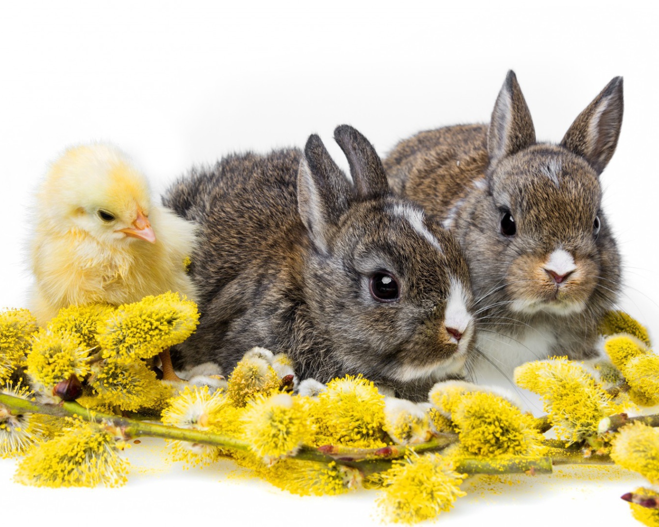 Два кролика и цыпленок