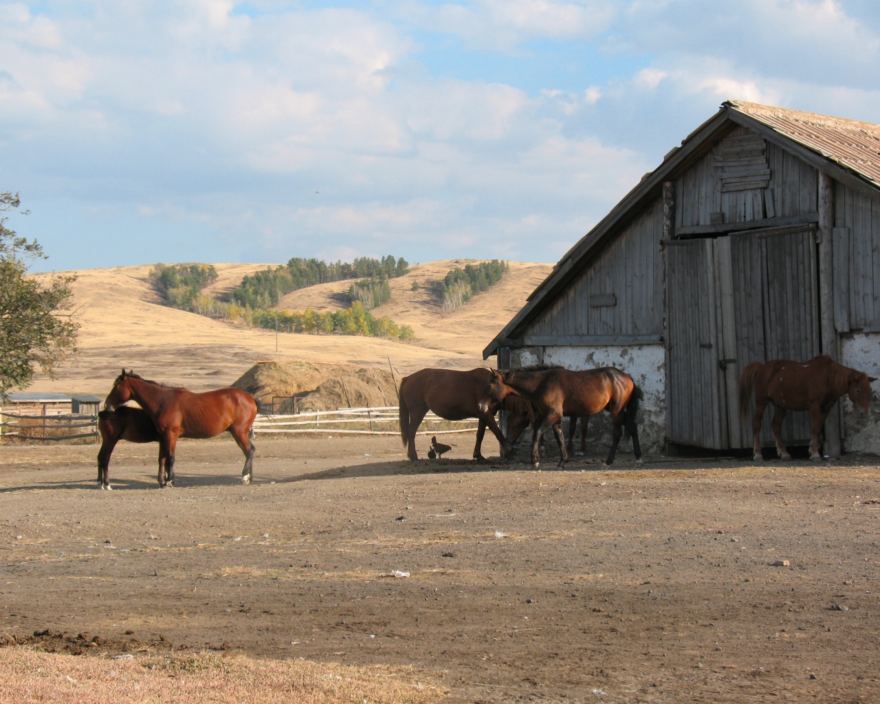 Прогулка у конюшни