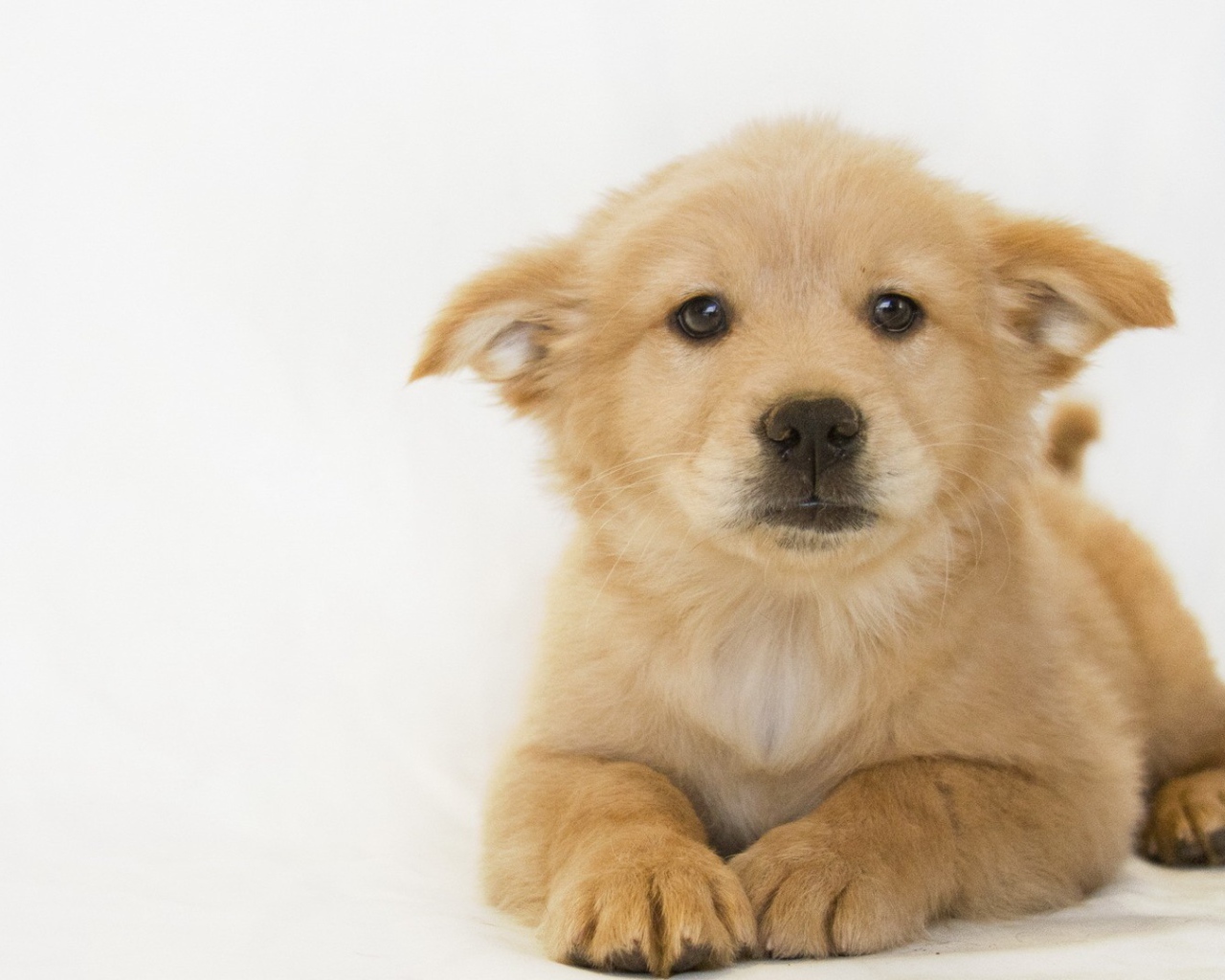 Белый щенок