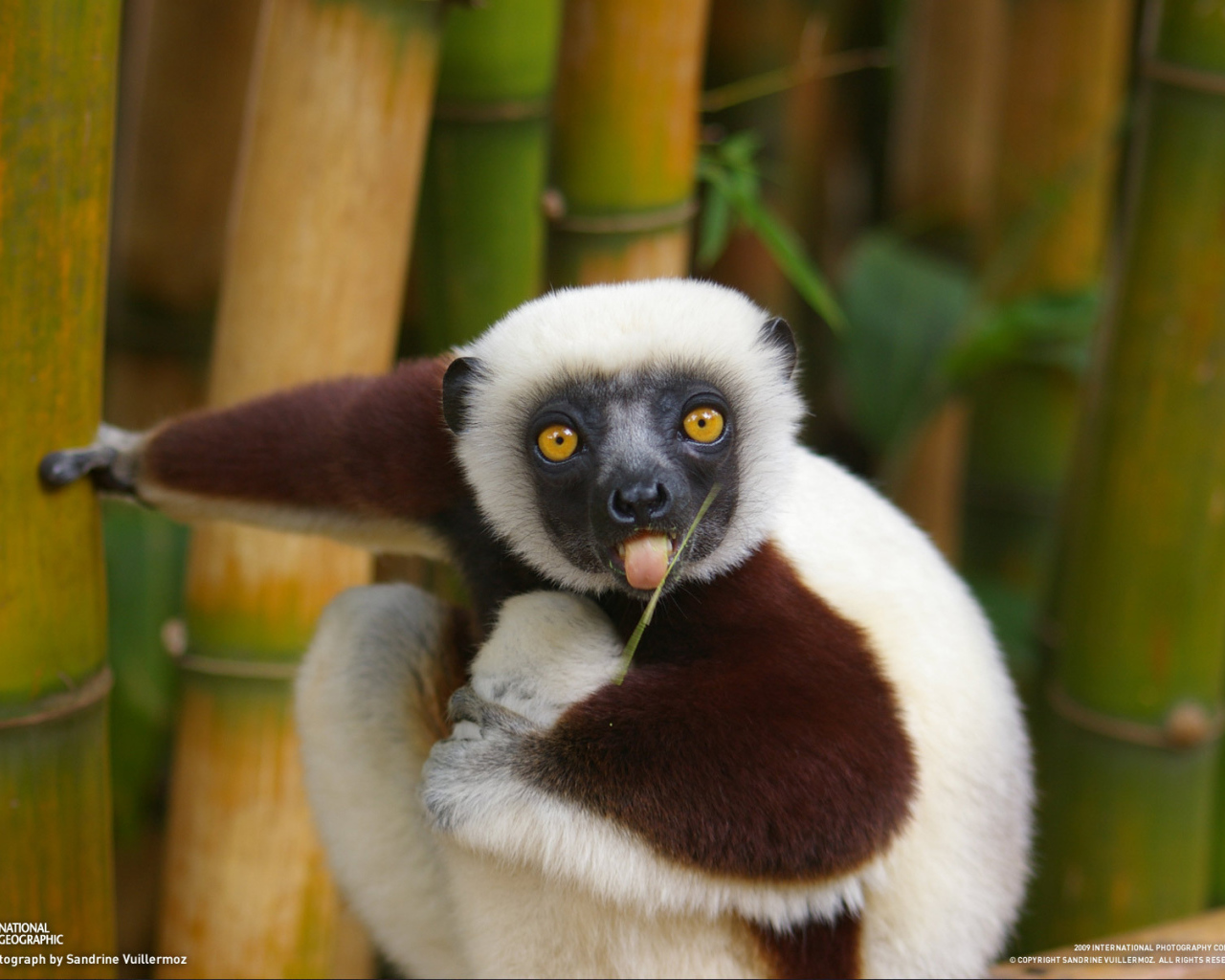 Бамбуковый медведь показывает язык