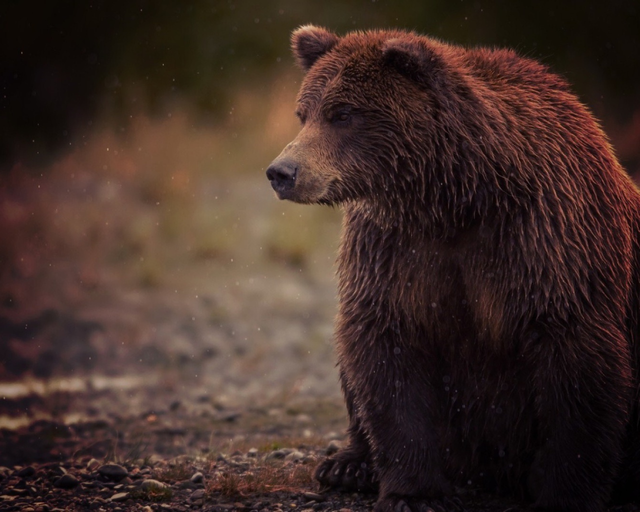 Медведь и туман