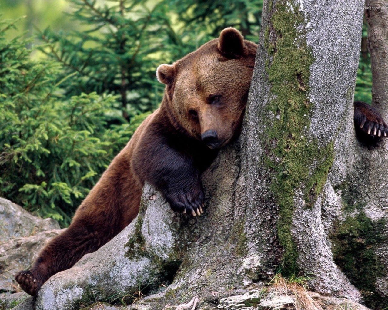 Медведь обнимает дерево