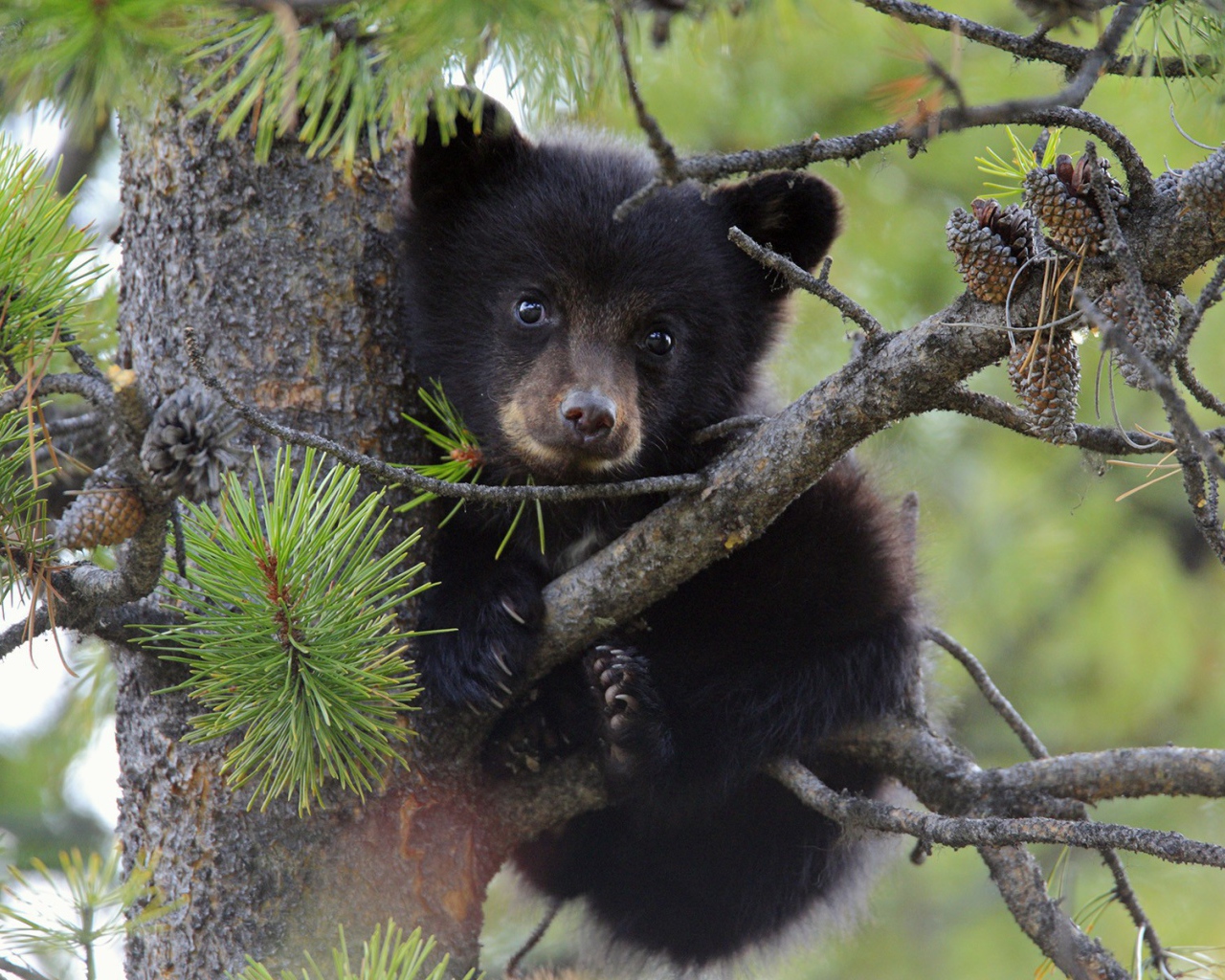 Медвежонок сидит на дереве