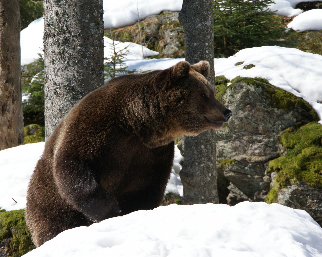 Медведь проснулся весной