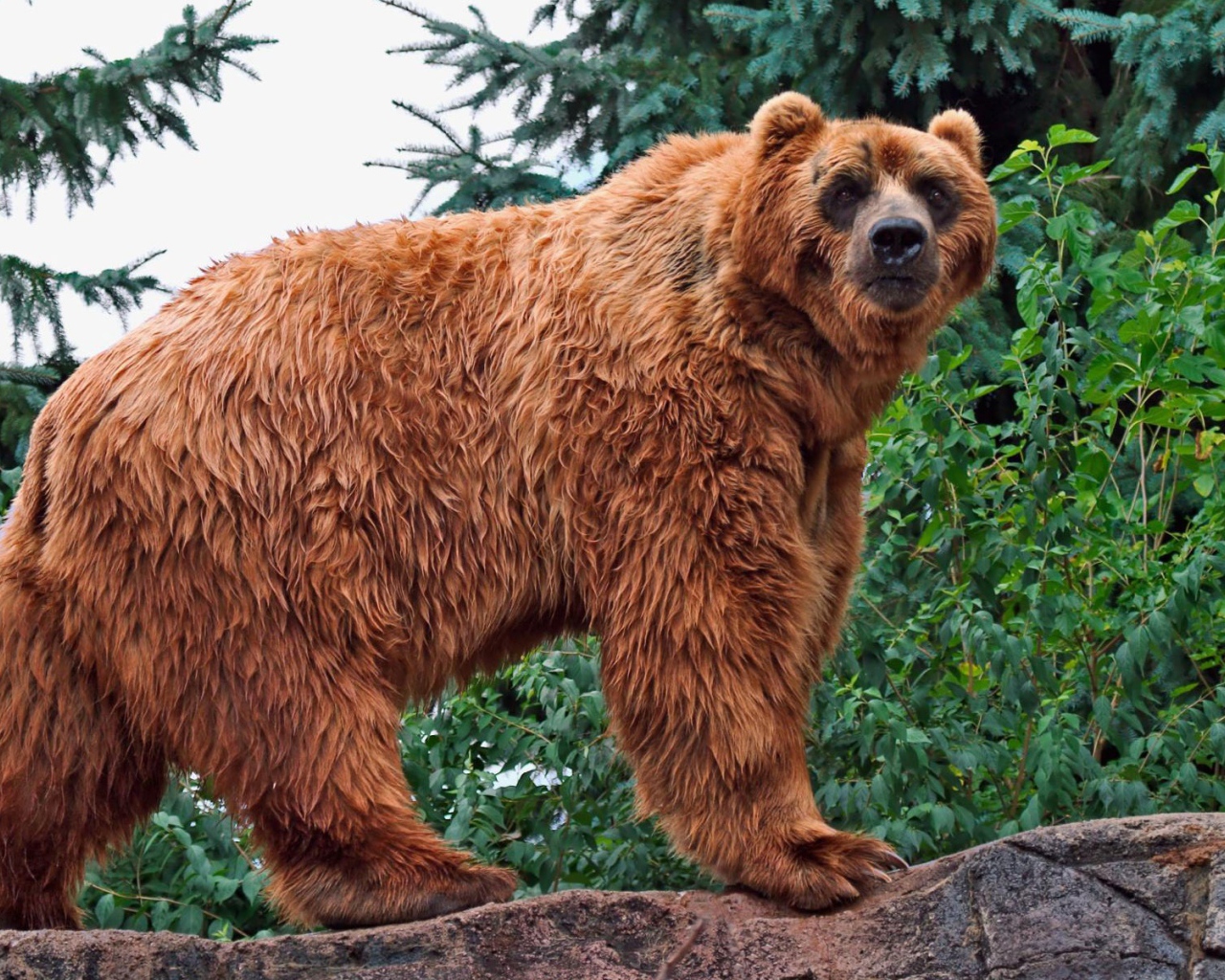 Кадьяк медведь