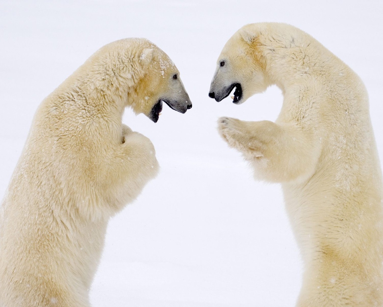 Схватка белых медведей