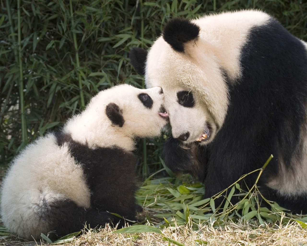 Панда с детенышем