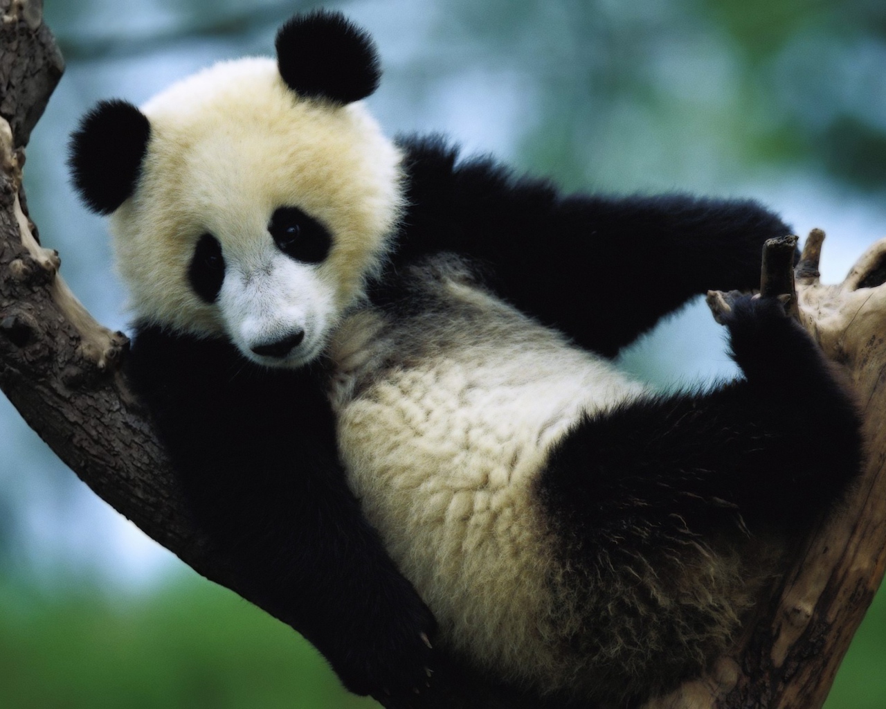 Панда сидит на дереве