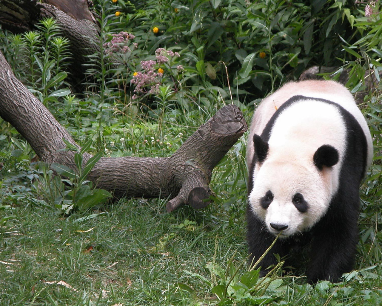 Панда гуляет по лесу