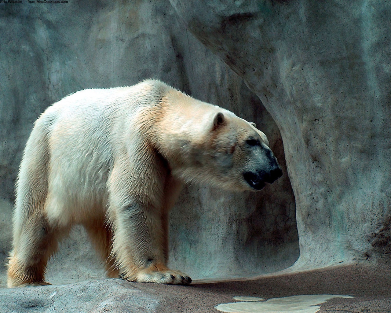 Полярный медведь