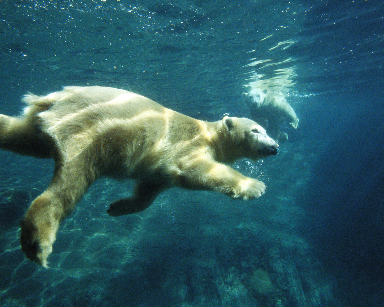 Белый медведь плывет под водой