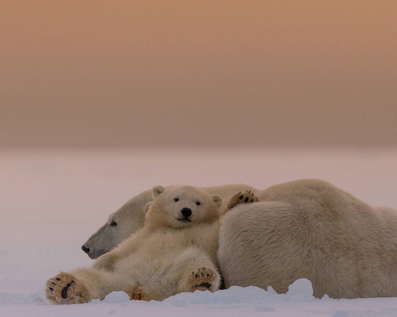 Белые медведи на снегу