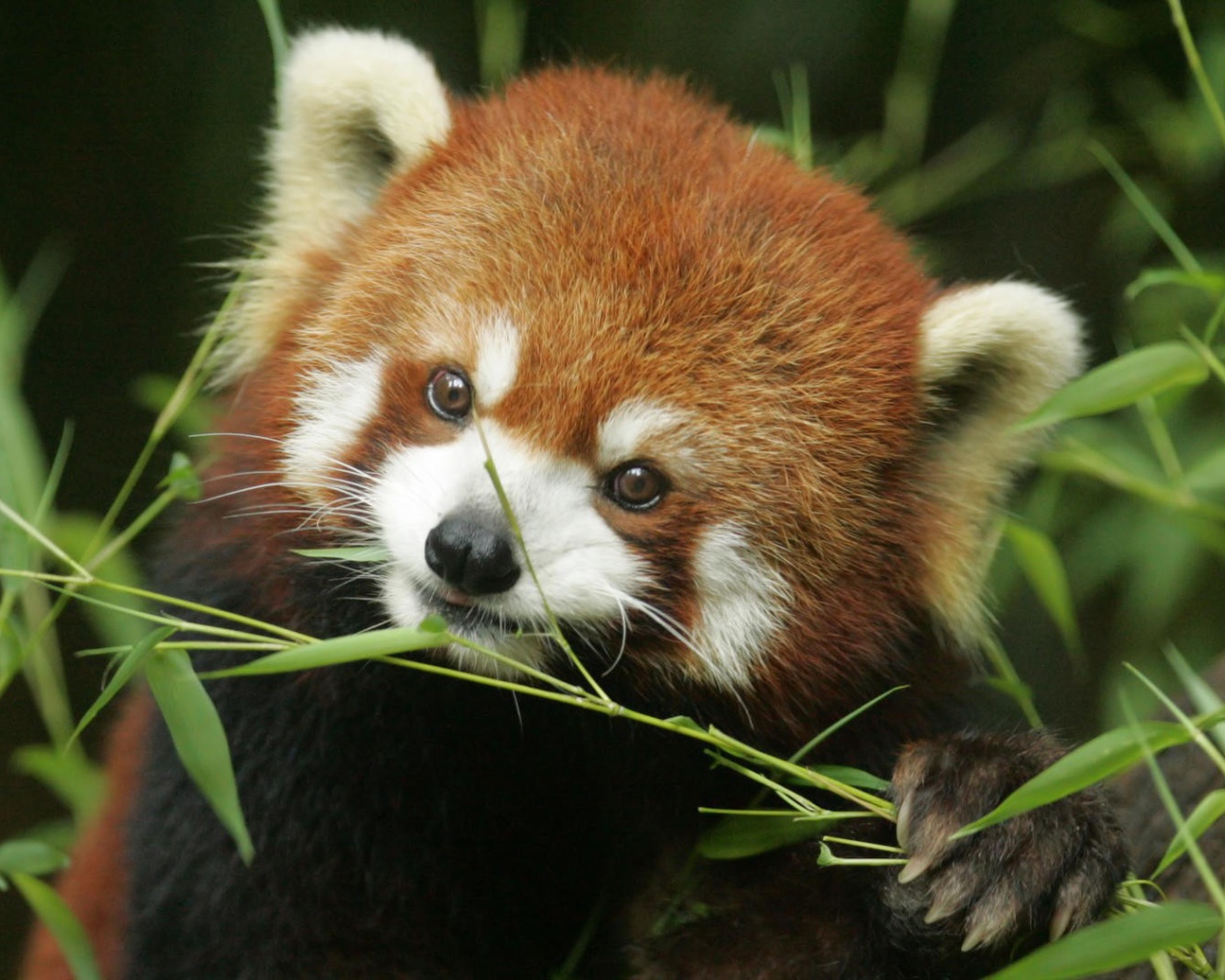 Рыжая панда