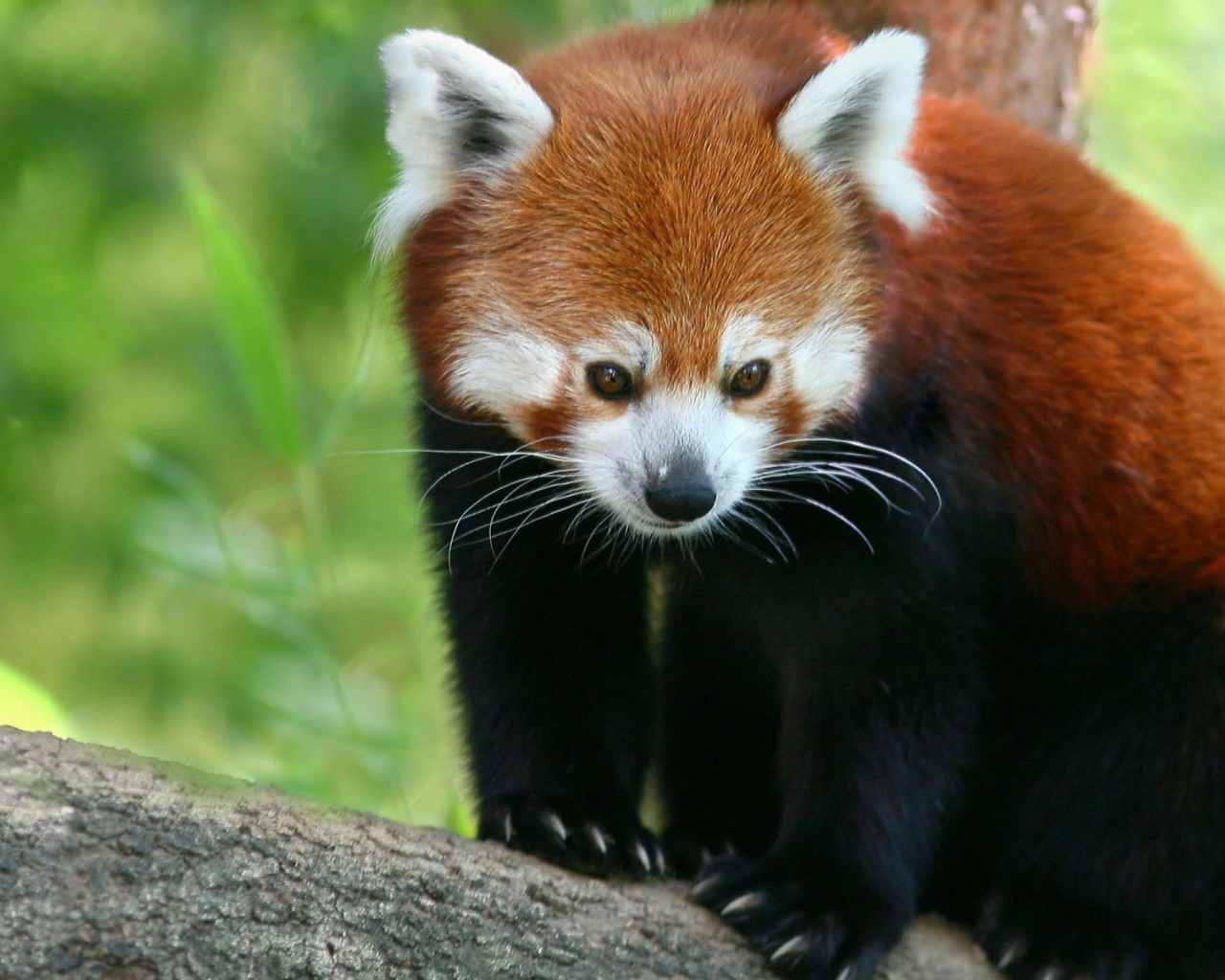 Красная панда