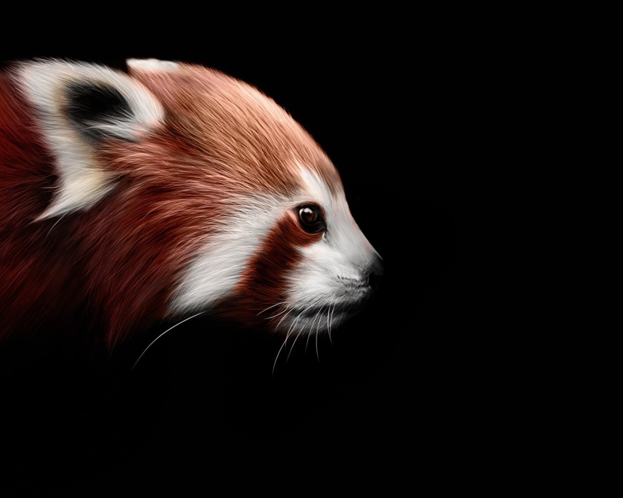 Красная панда на черном фоне