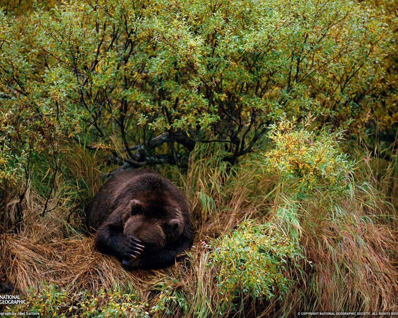 Медведь спит в траве