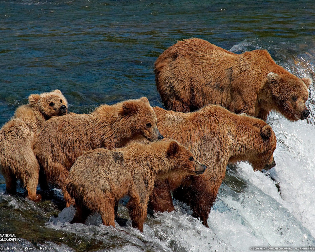 Семья медведей на рыбалке