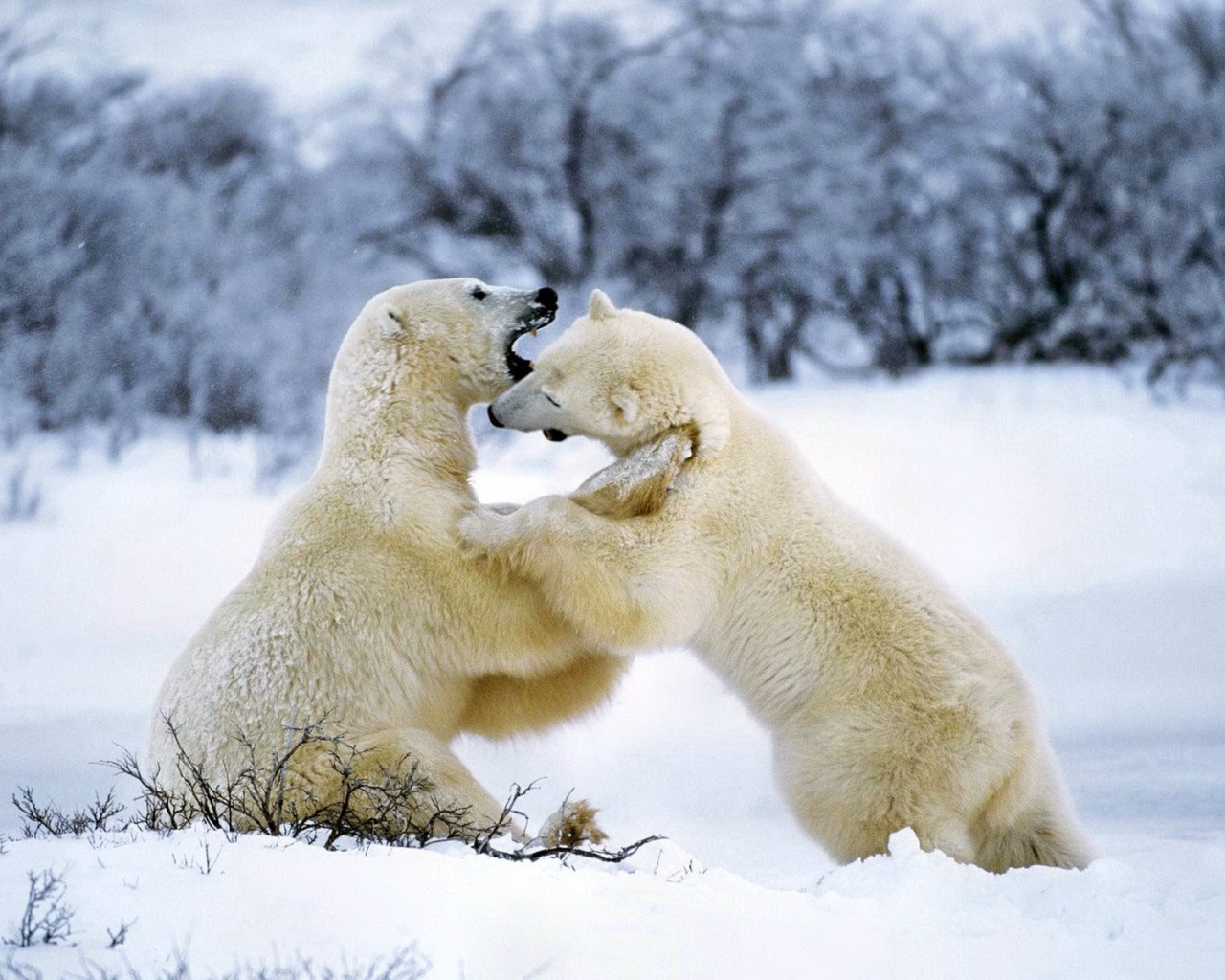 Борьба белых медведей