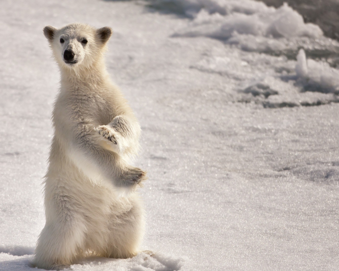 Белый медведь на задних лапах