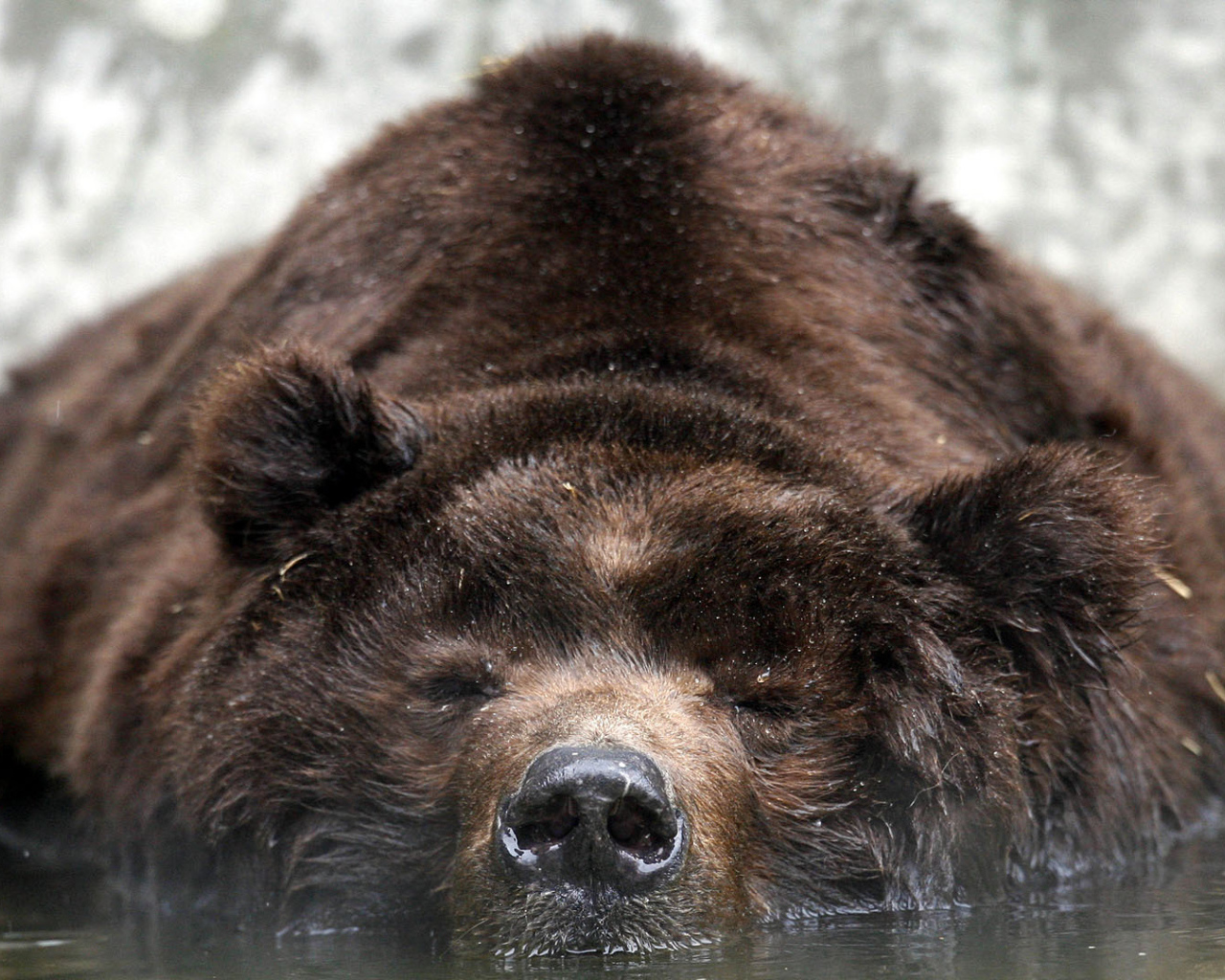 Медведь лежит в воде