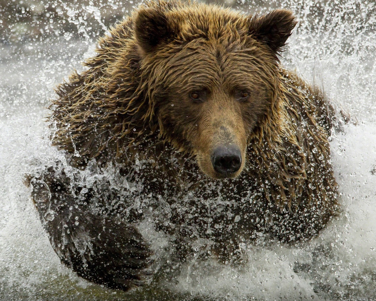 Медведь ловит рыбу