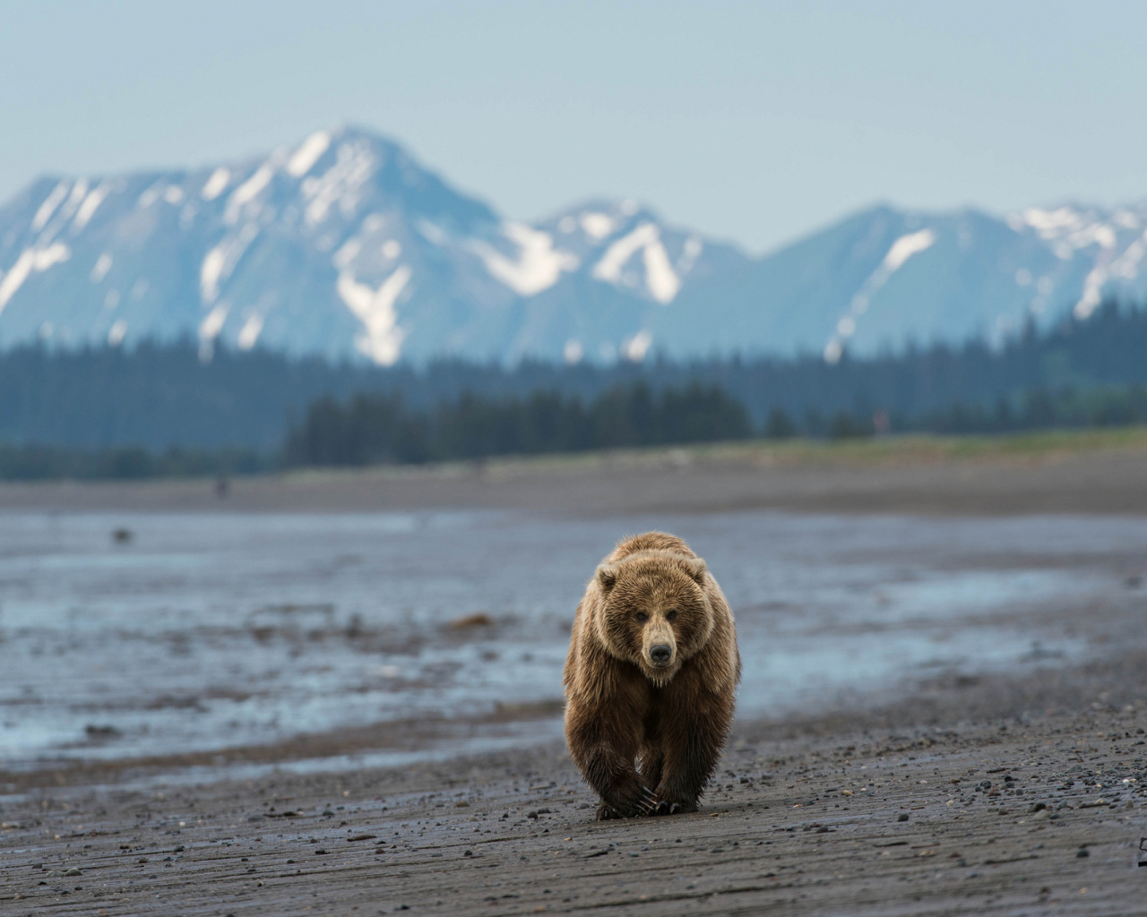 Медведь идет по пляжу
