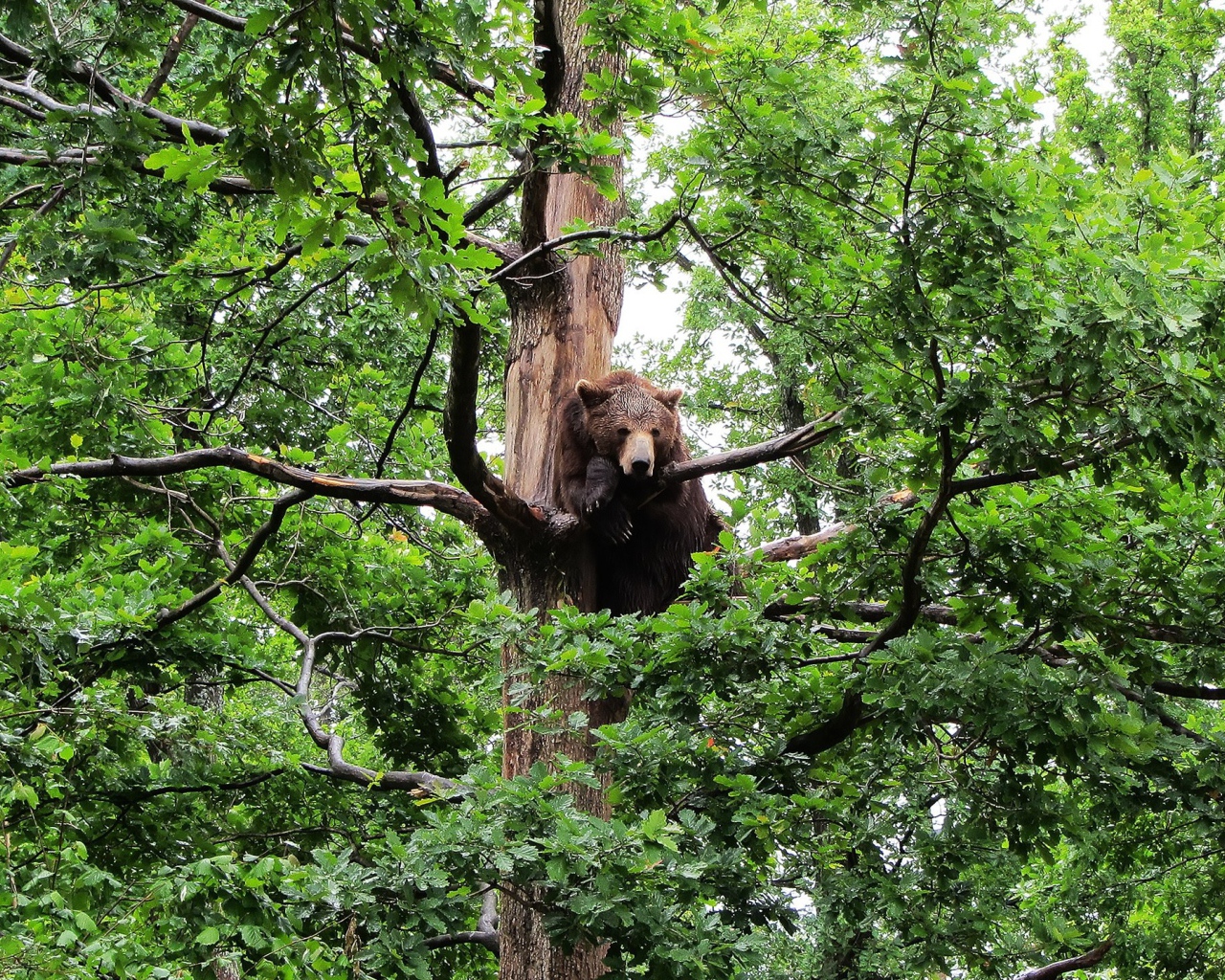 Медведь сидит на дереве
