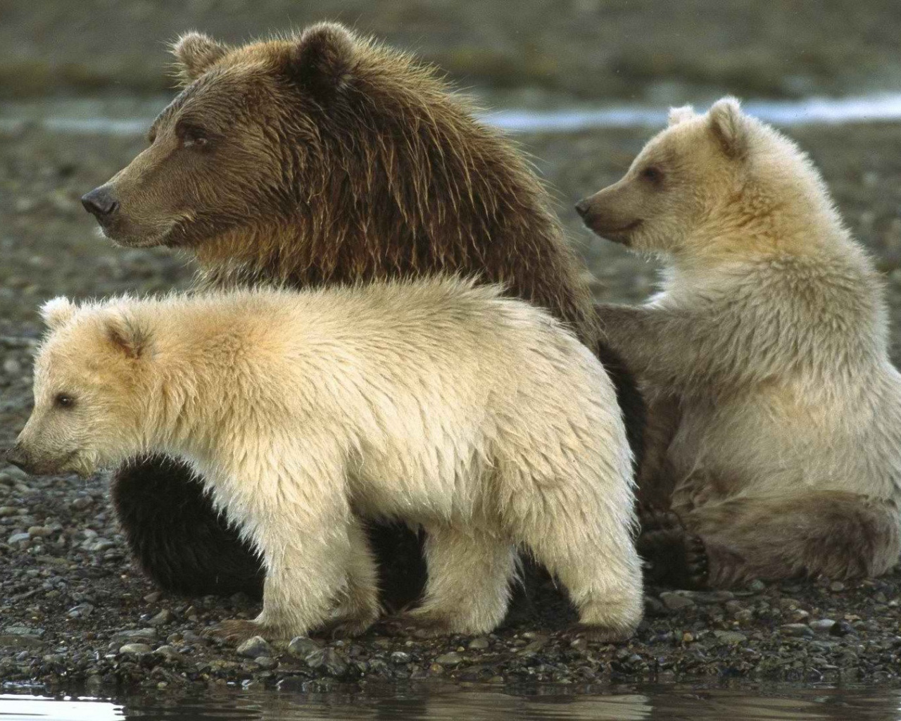 Национальный парк на Аляске