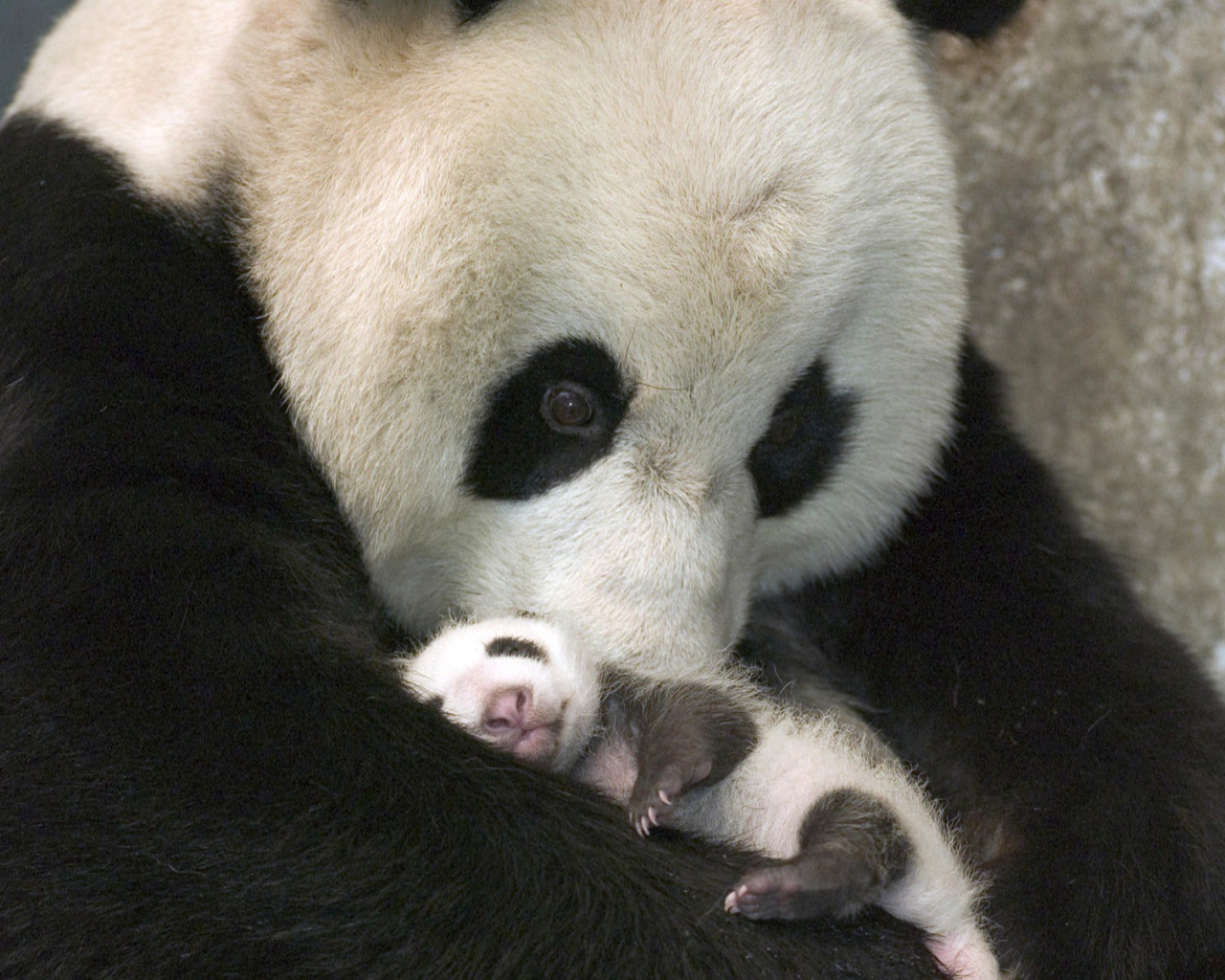 Панда с детенышем
