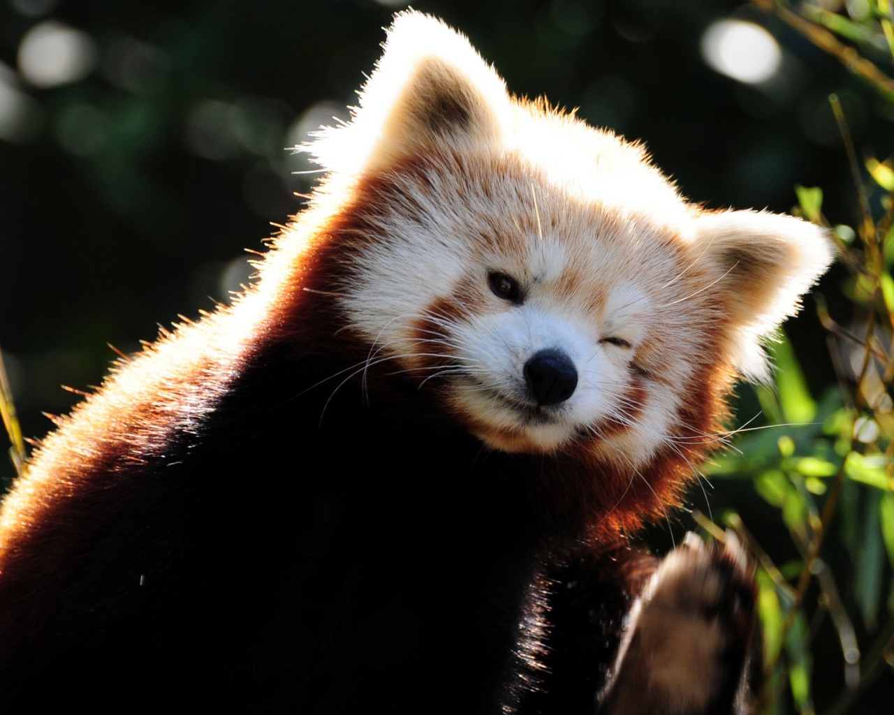 Красная панда подмигивает