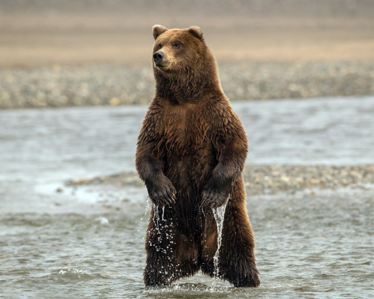 Медведь стоит в воде