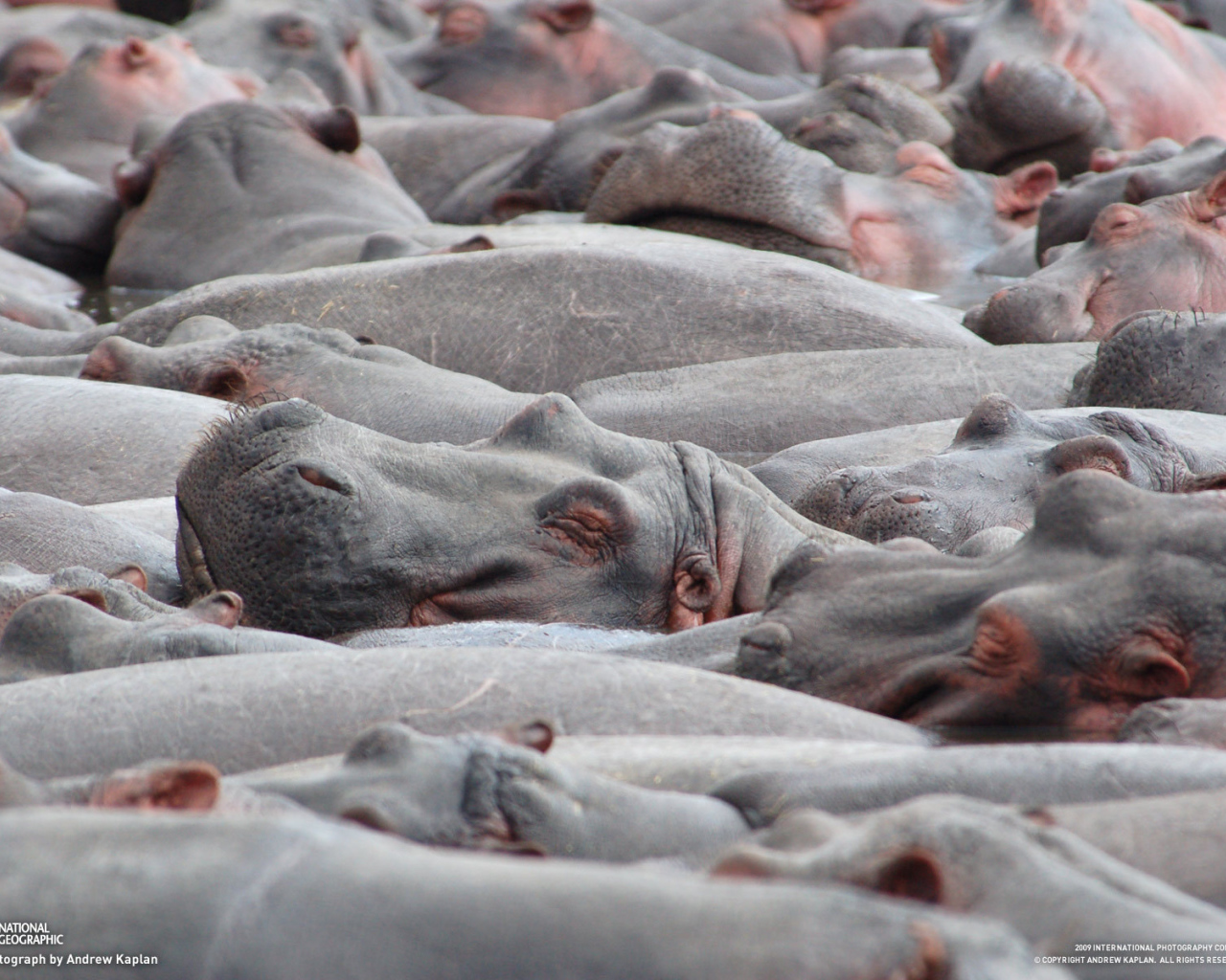 Стадо бегемотов