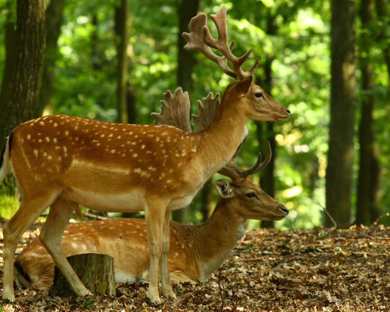 Олени в лесу