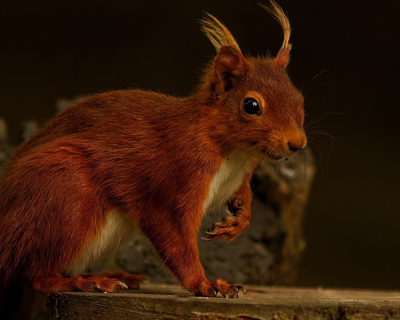 Забавная белка