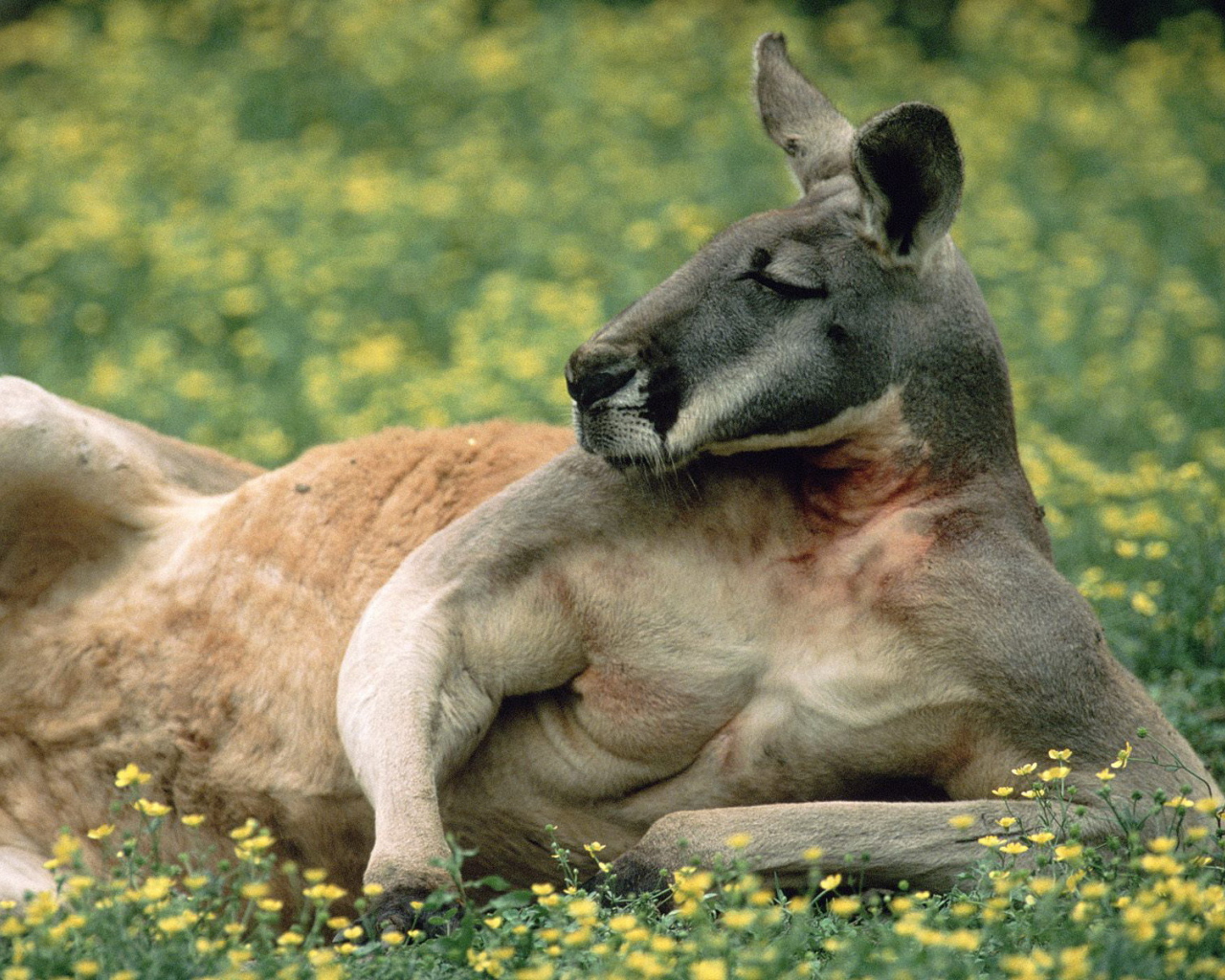 Кенгуру отдыхает на траве