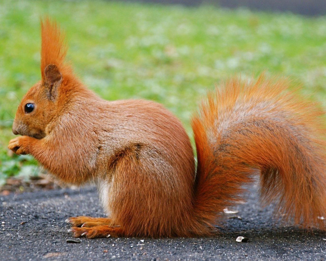 Оранжевая белочка