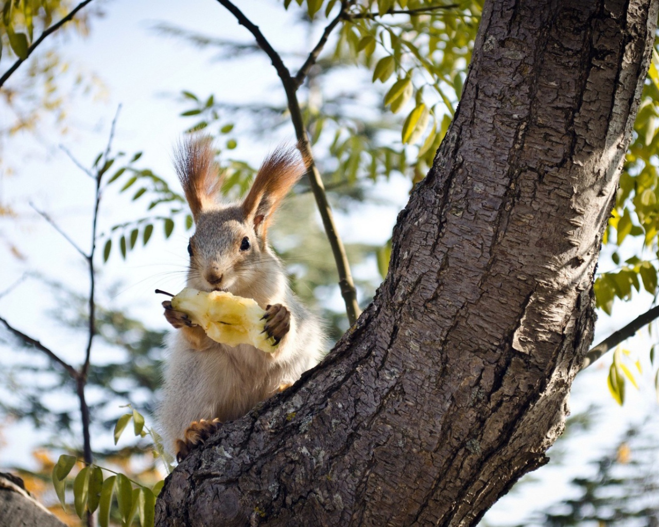 Белочка ест грушу