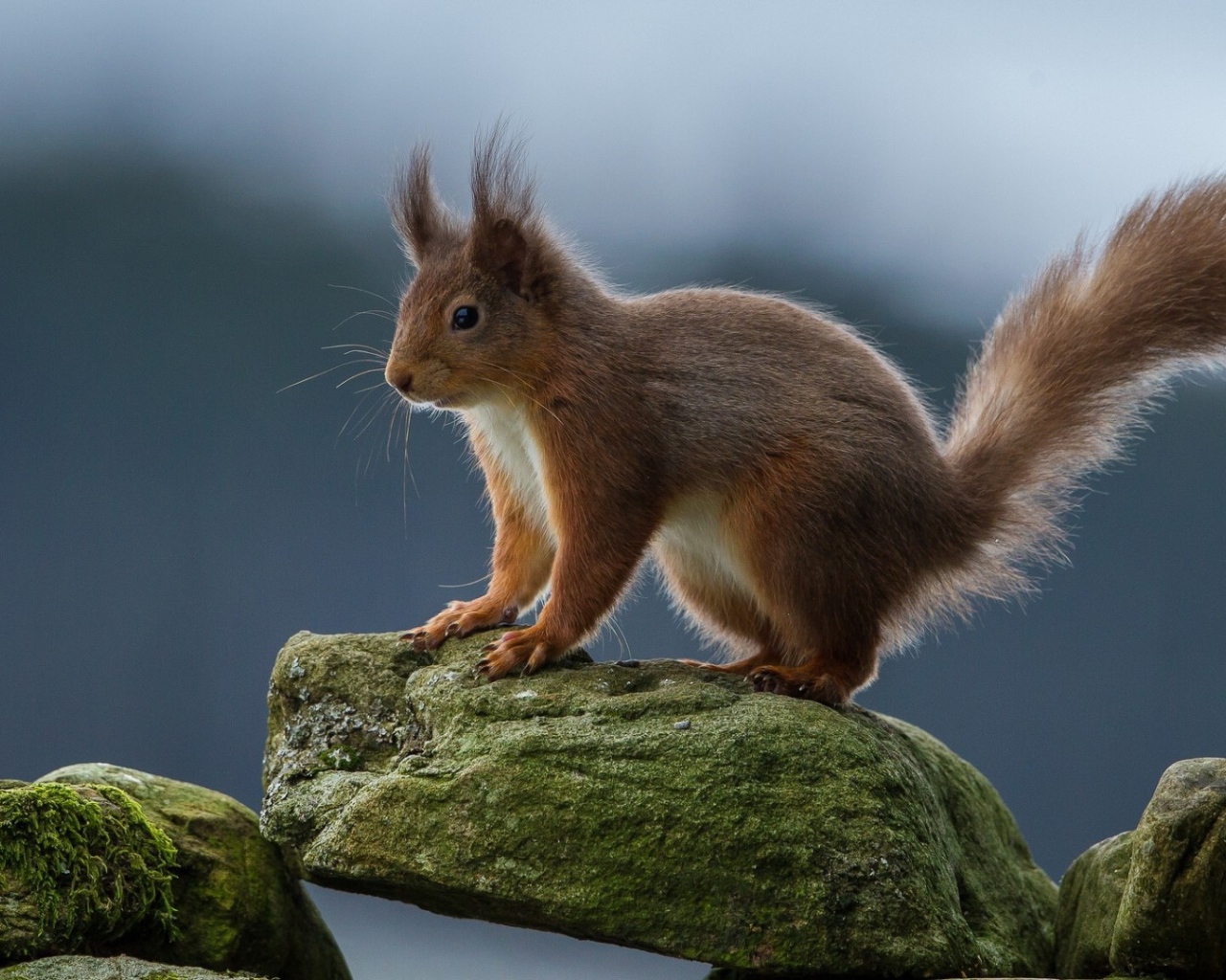 Белка на камне