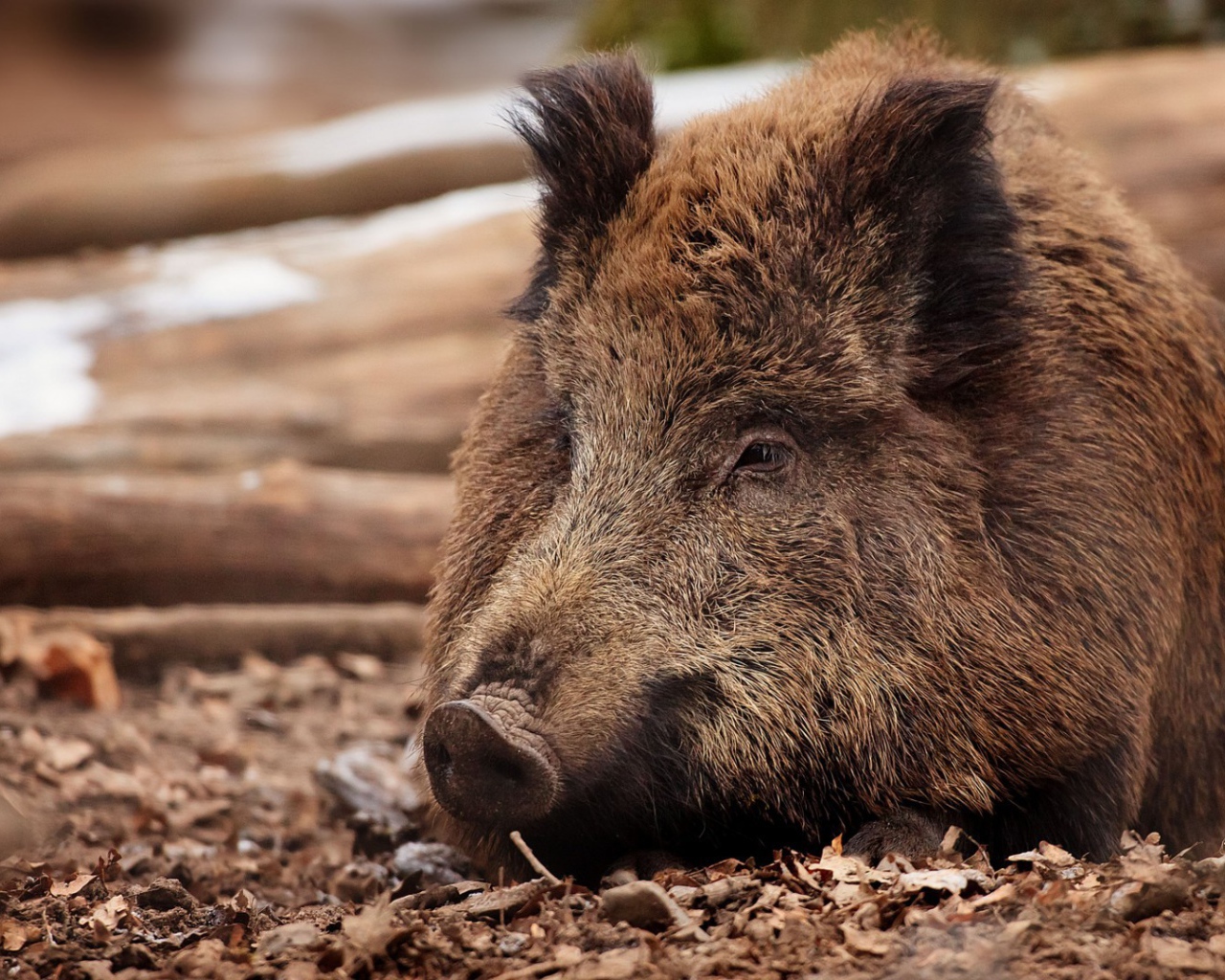 Дикий кабан